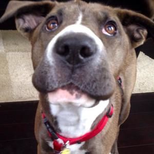 Meet your Posher, Josh